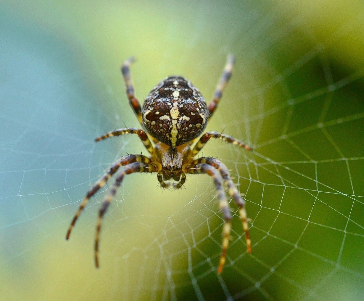 Araneus diadematus - крестовик