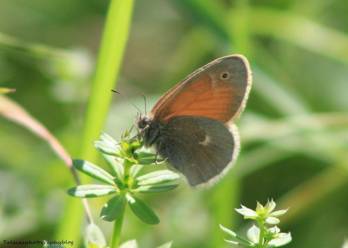 Бабочка с коричневыми крыльями