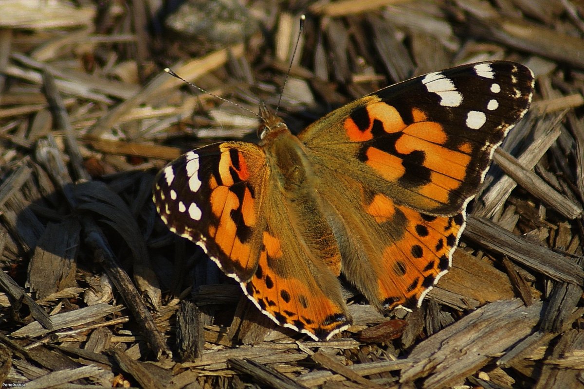 Репейница отряд