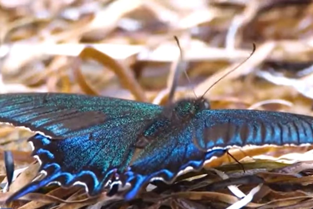 Самая большая бабочка в России