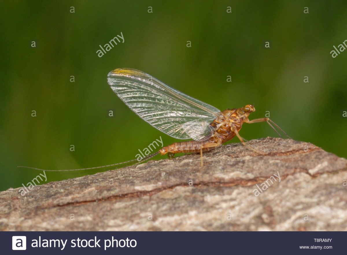 Отряд подёнки - Ephemeroptera