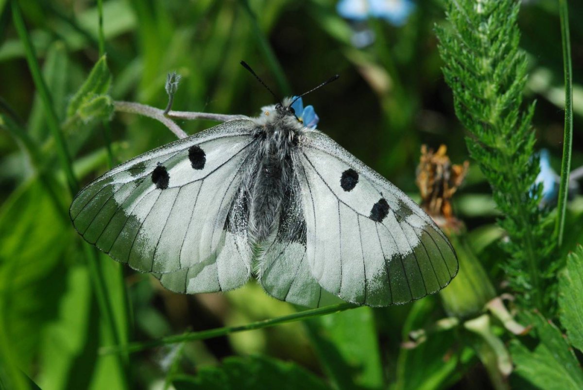 Аполлон Нордманна бабочка