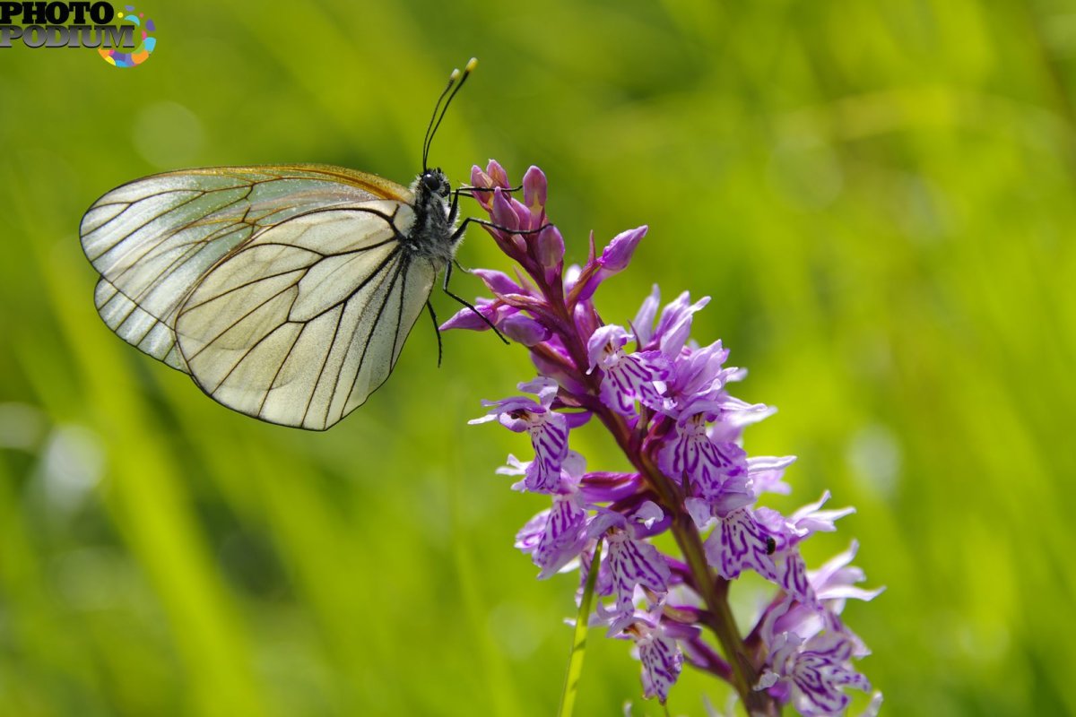 Мотыльки Тверской области