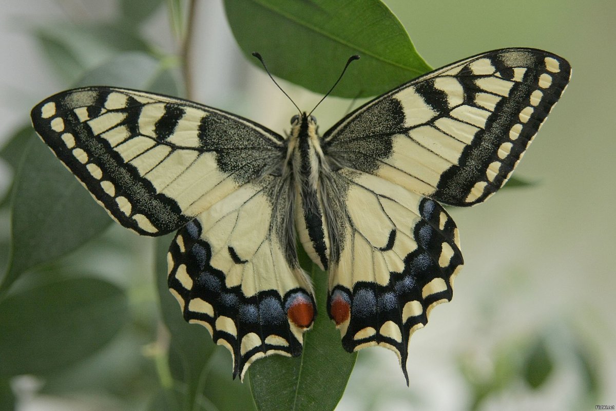Бабочка Махаон (Papilio Machaon)