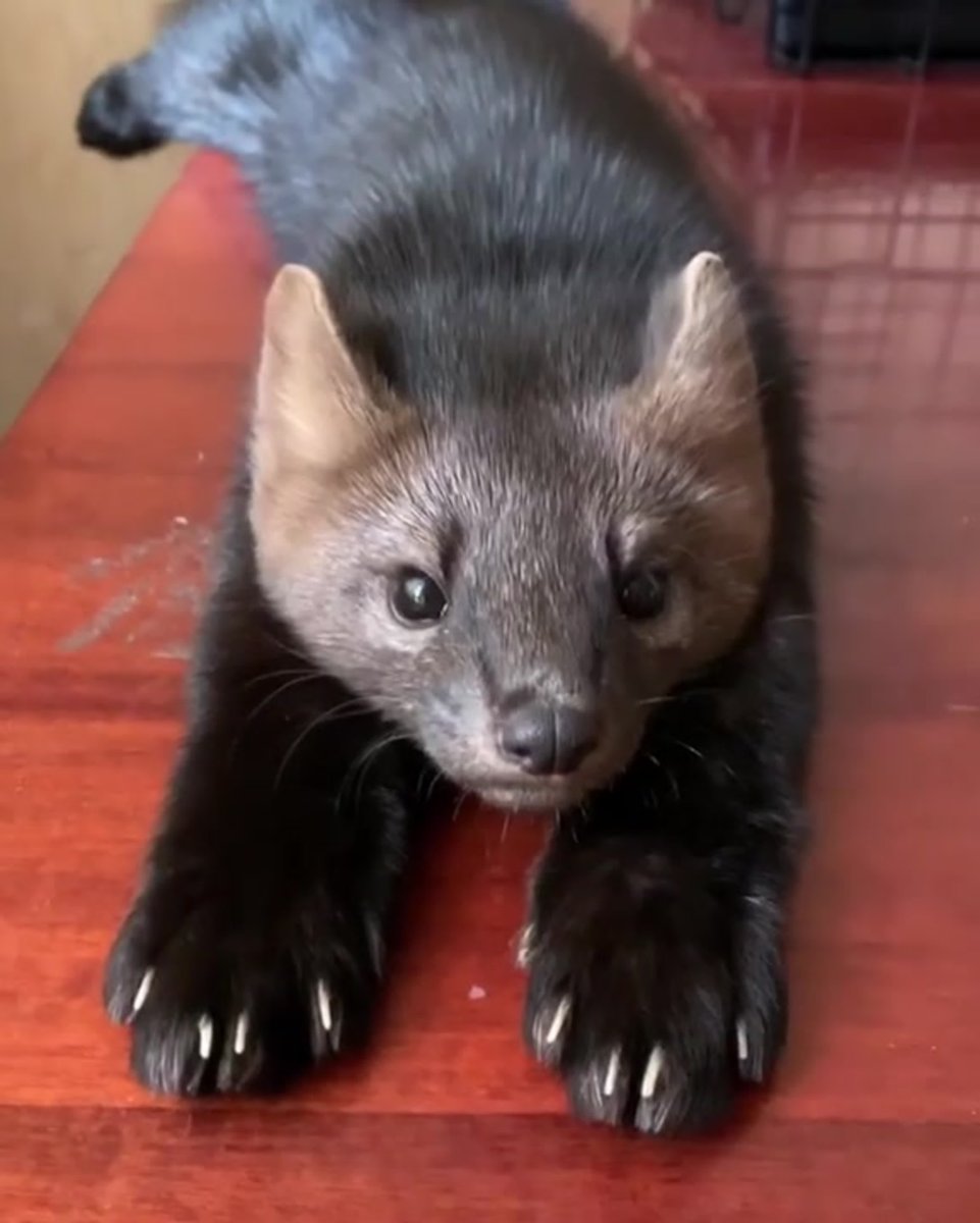 Соболь Баргузин животное