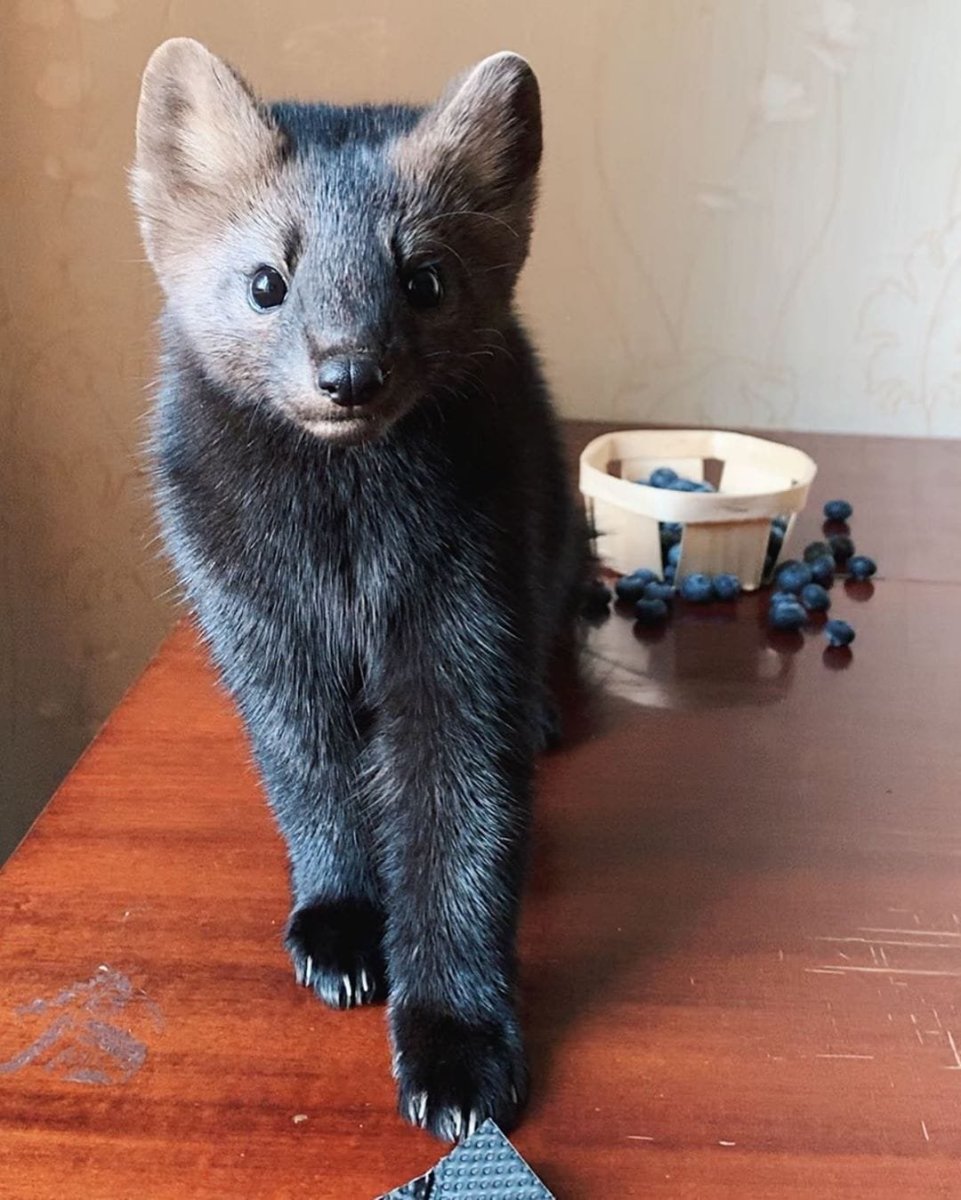 Соболь - martes zibellina