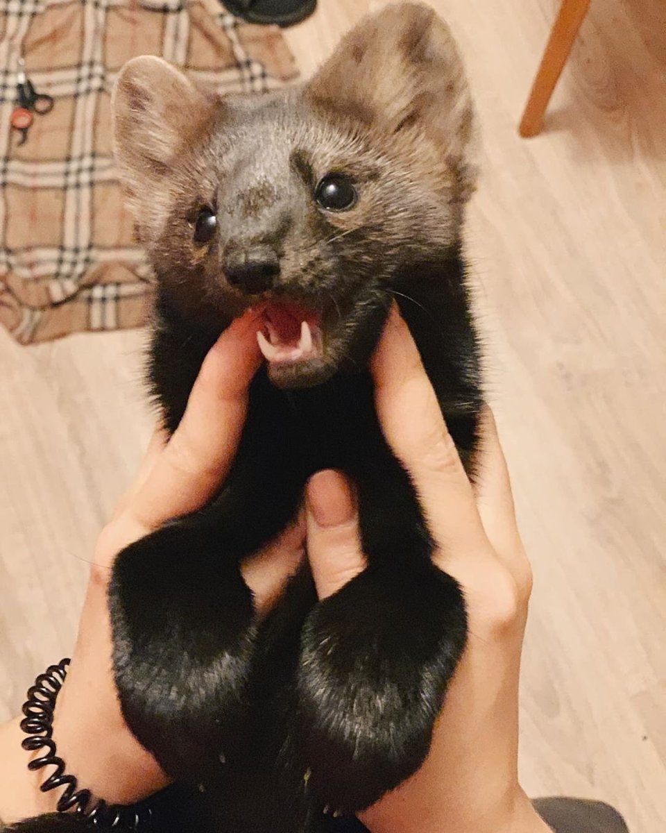 Соболь (зверек сем. Куньих)