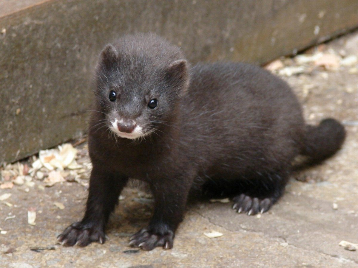 Американская норка (Mustela Vison)