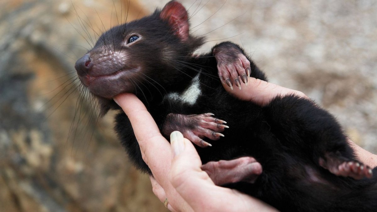 Тасманский дьявол