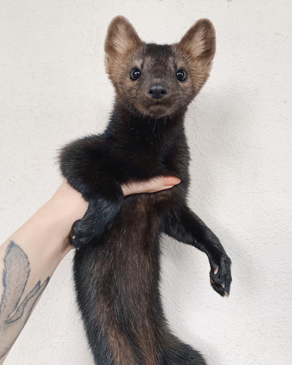 Соболь Баргузин зверек