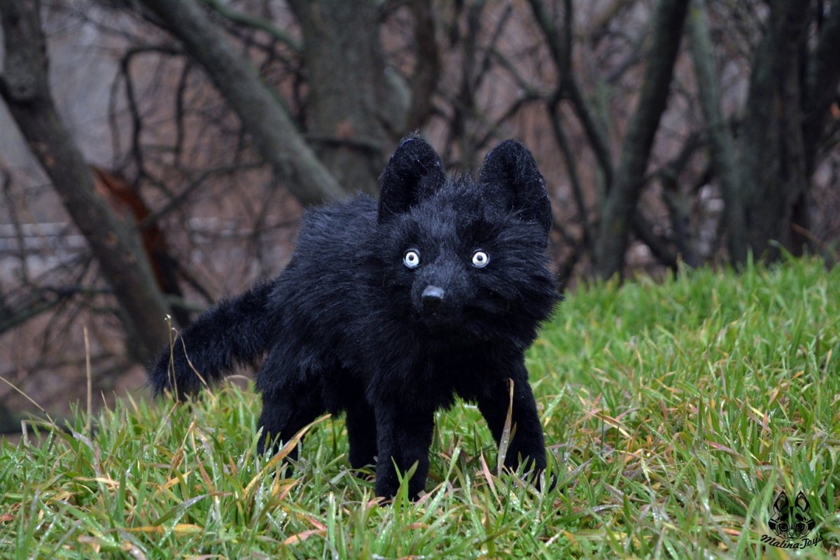 Маленький черный зверек