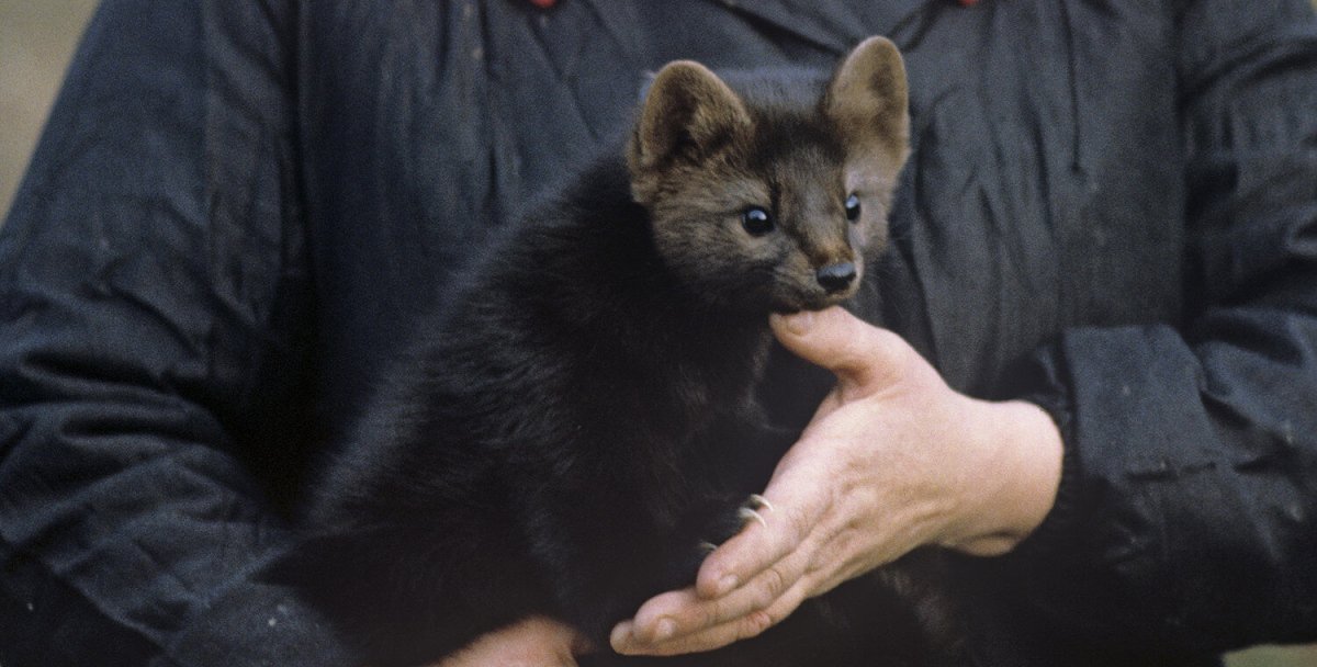 Баргузинский Соболь домашний