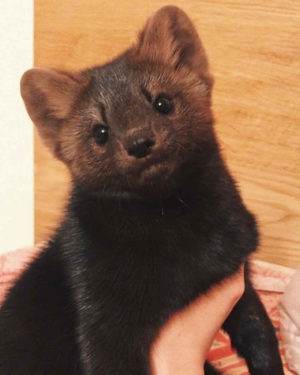 Соболь черный