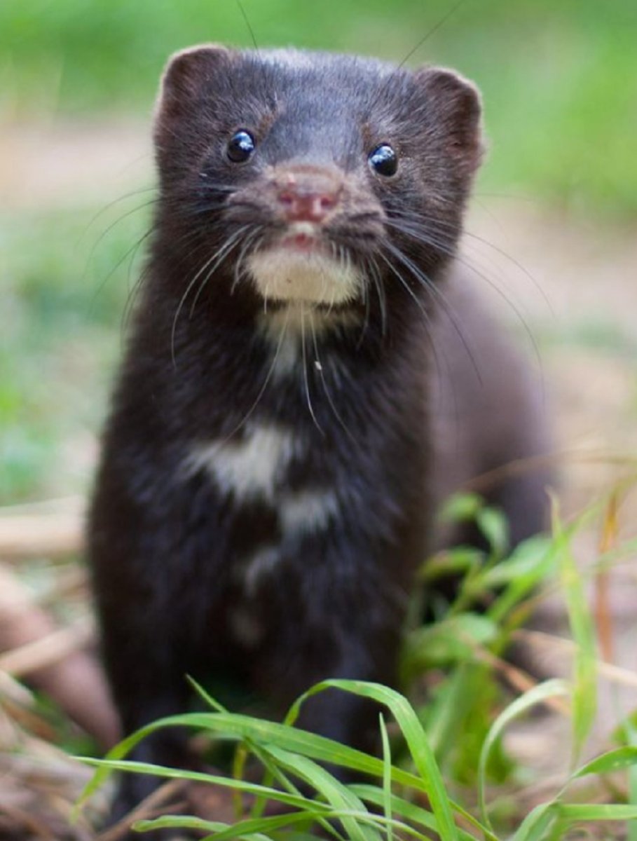 Американская норка (Mustela Vison)