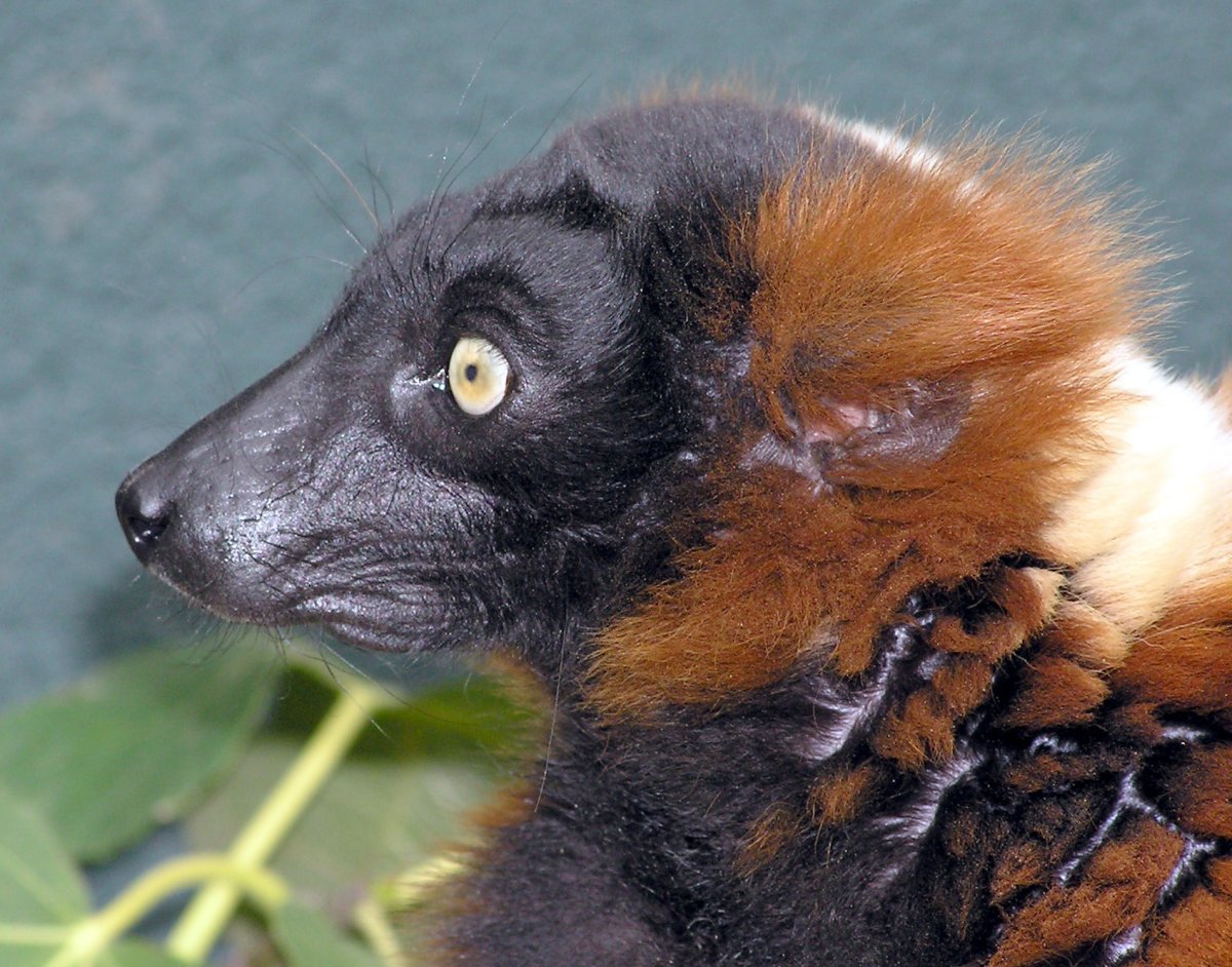 Ruffed Lemur
