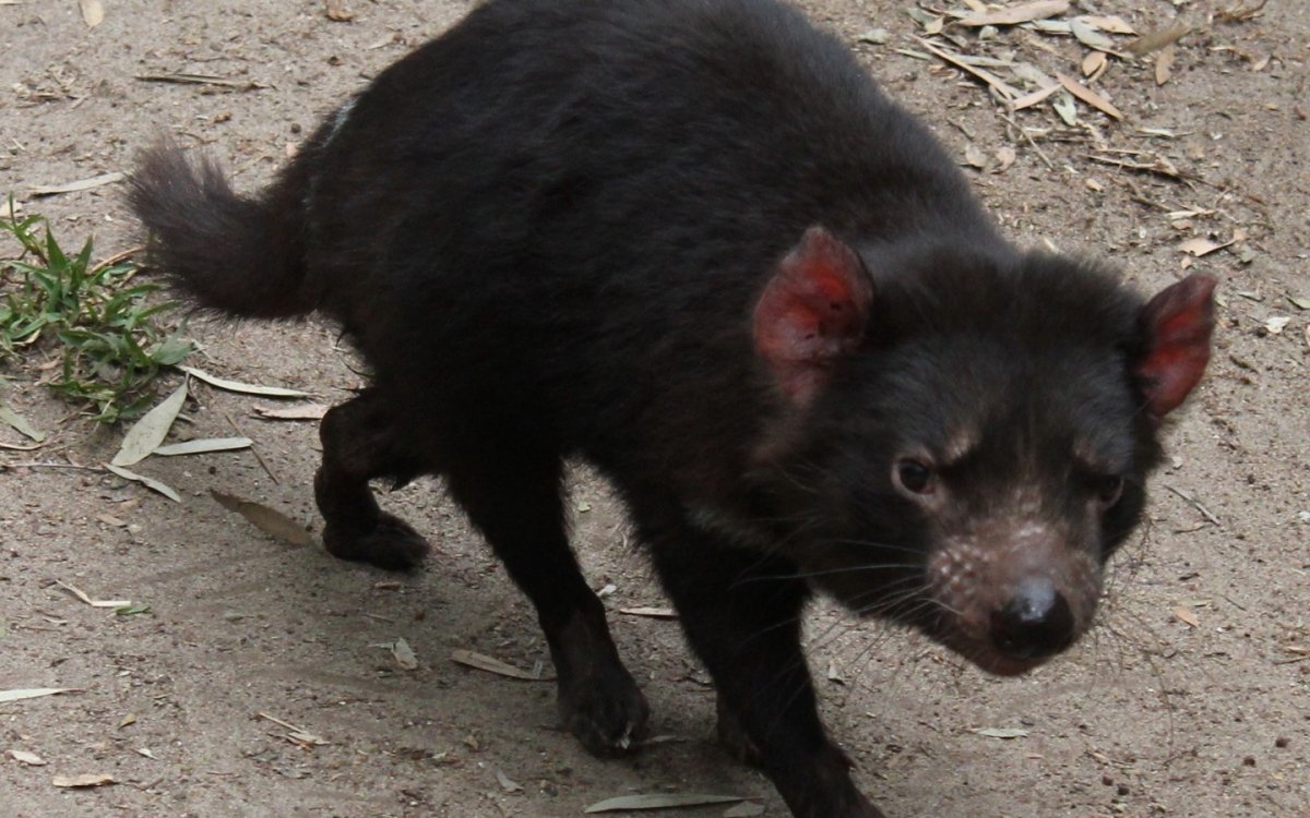 Тасманский карбыш