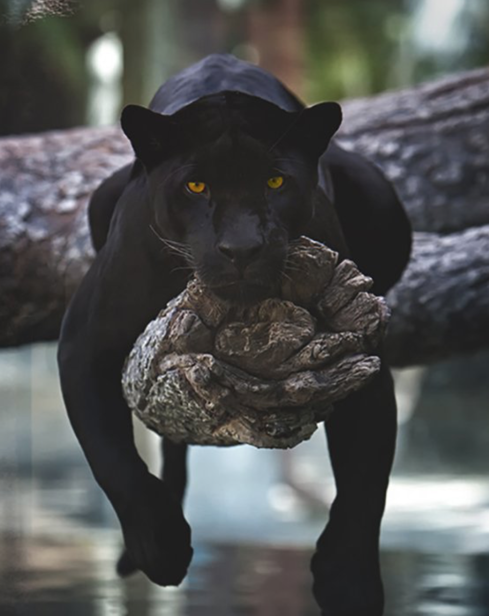 Черная пантера (2011)