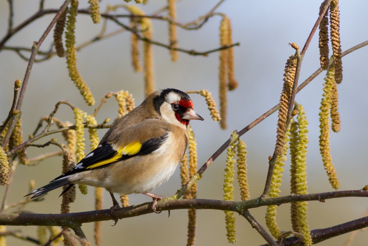 Щегол (Carduelis Carduelis)