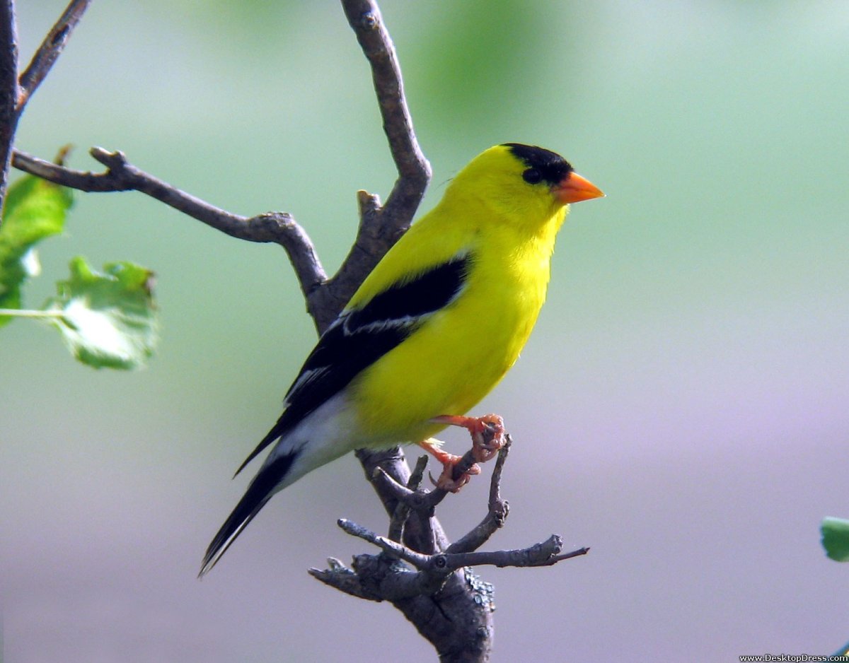 Goldfinch перевод