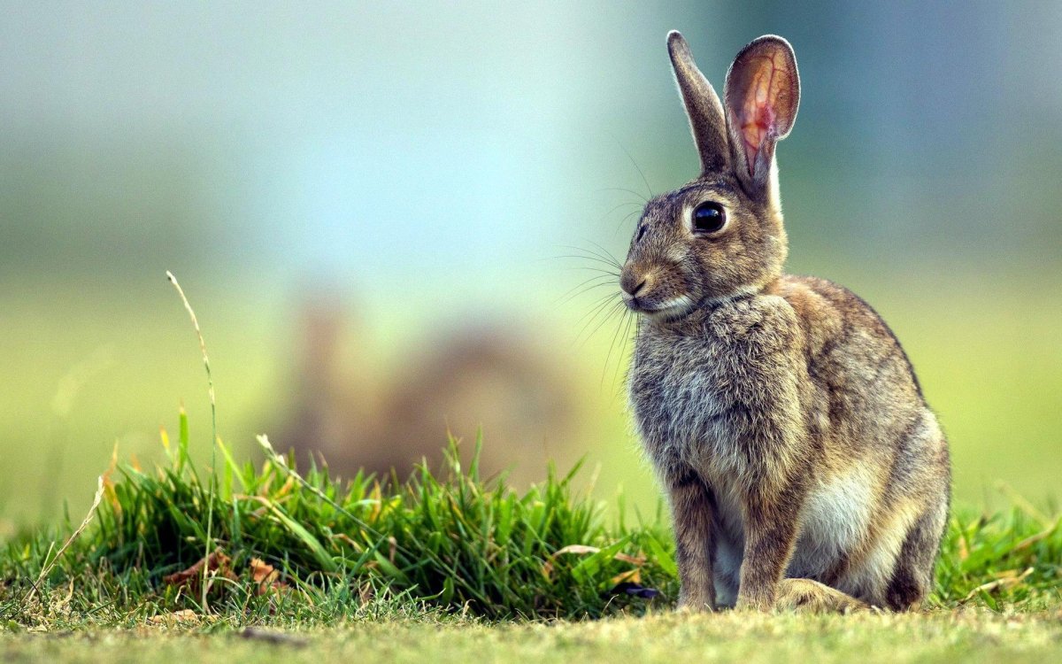 Заяц зайчиха Зайчонок