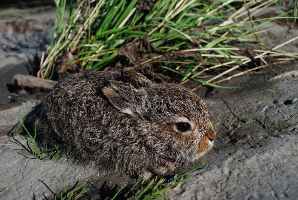 Заяц Беляк с зайчатами