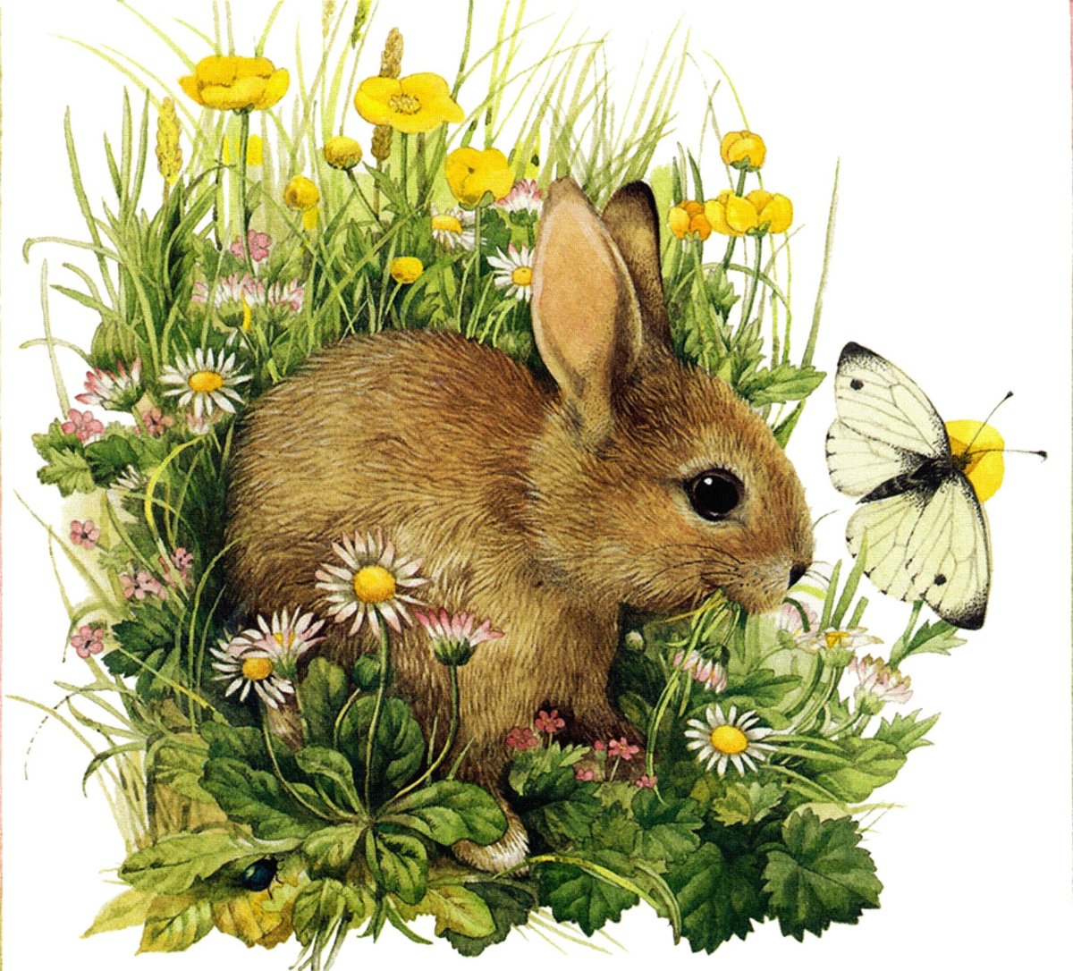 Марджолин Бастин кролики