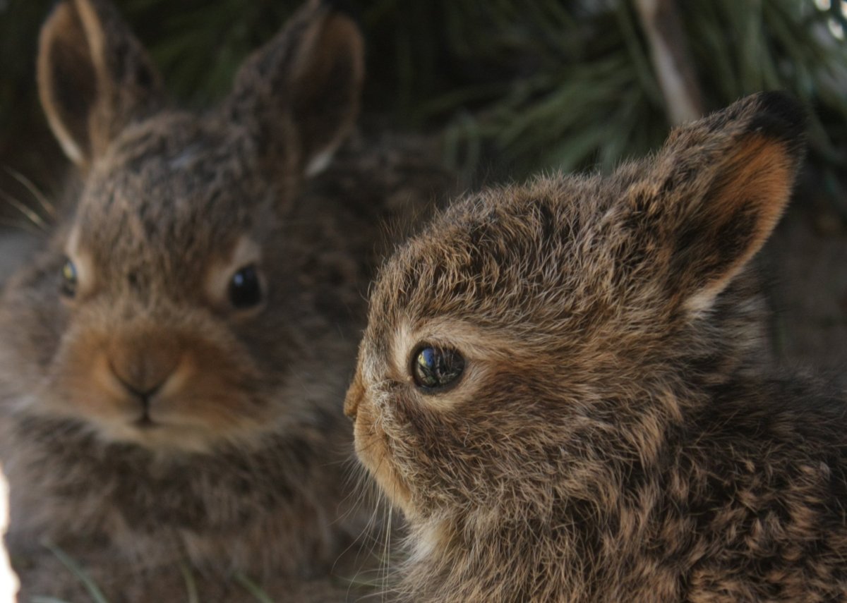 Детеныш зайца