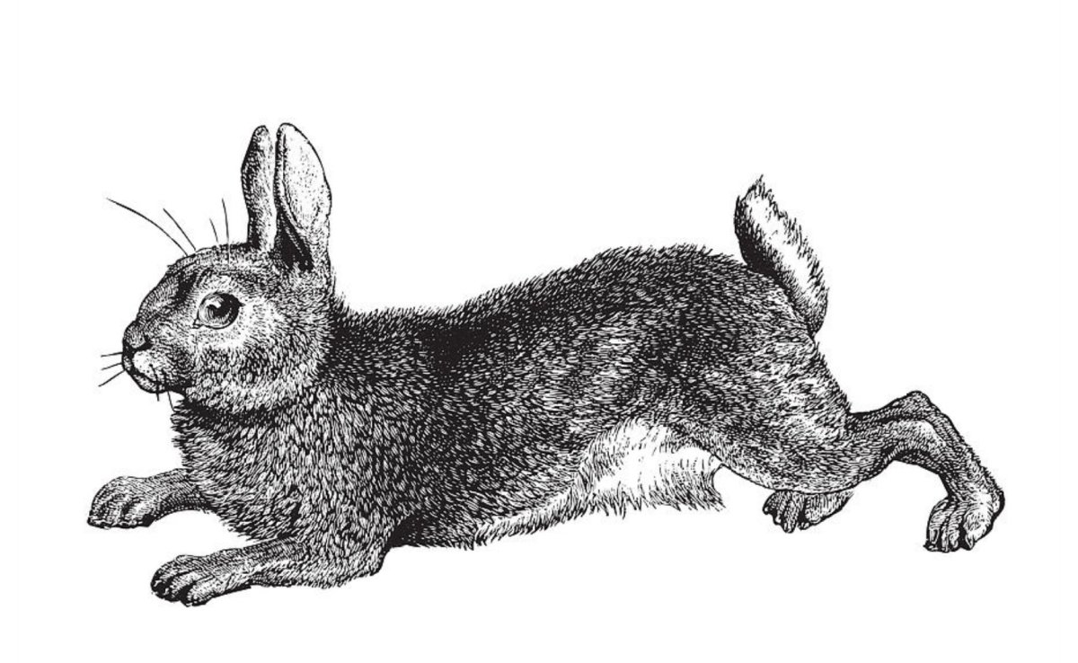 Заяц Русак раскраска