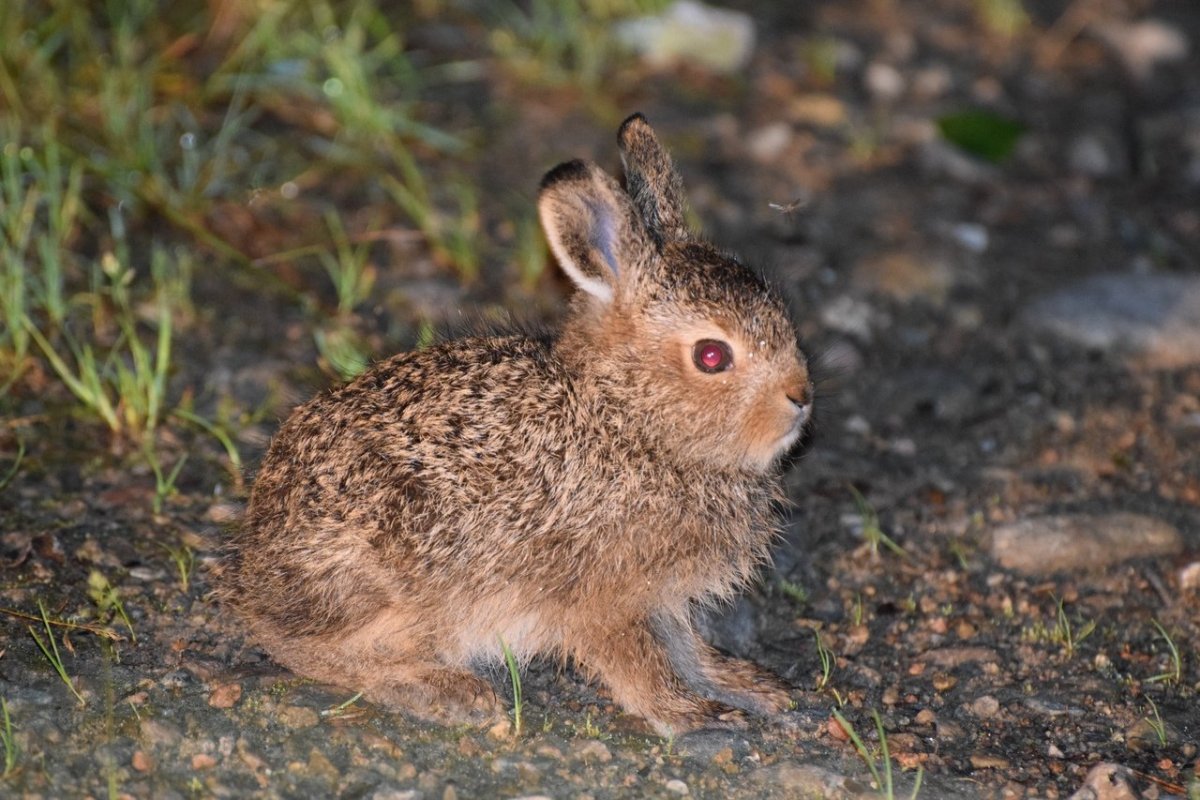 Заяц с зайчонком