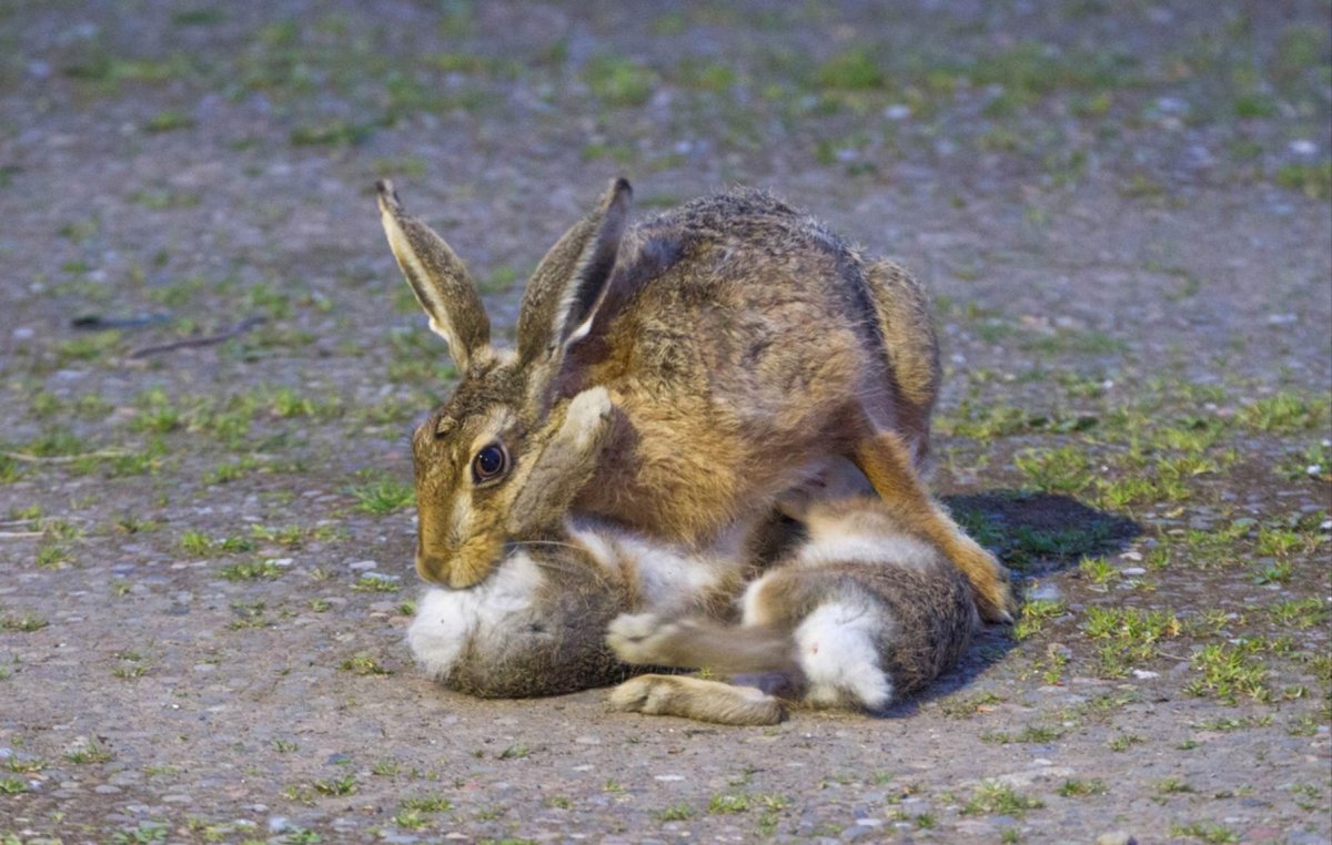 Заяц с разных ракурсов фото