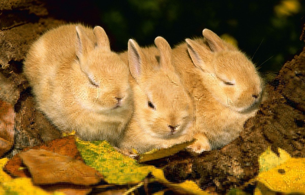 Зайчата листопаднички