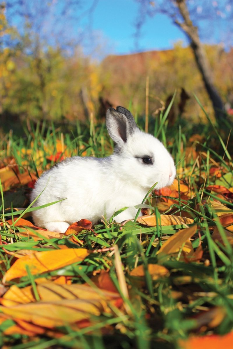 Осенние Зайчата