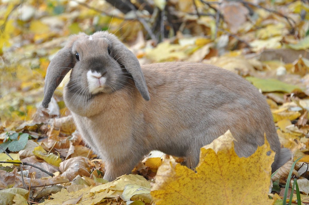 Американский заяц Беляк