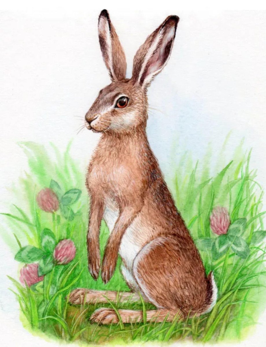 Раскраска много зайчиков