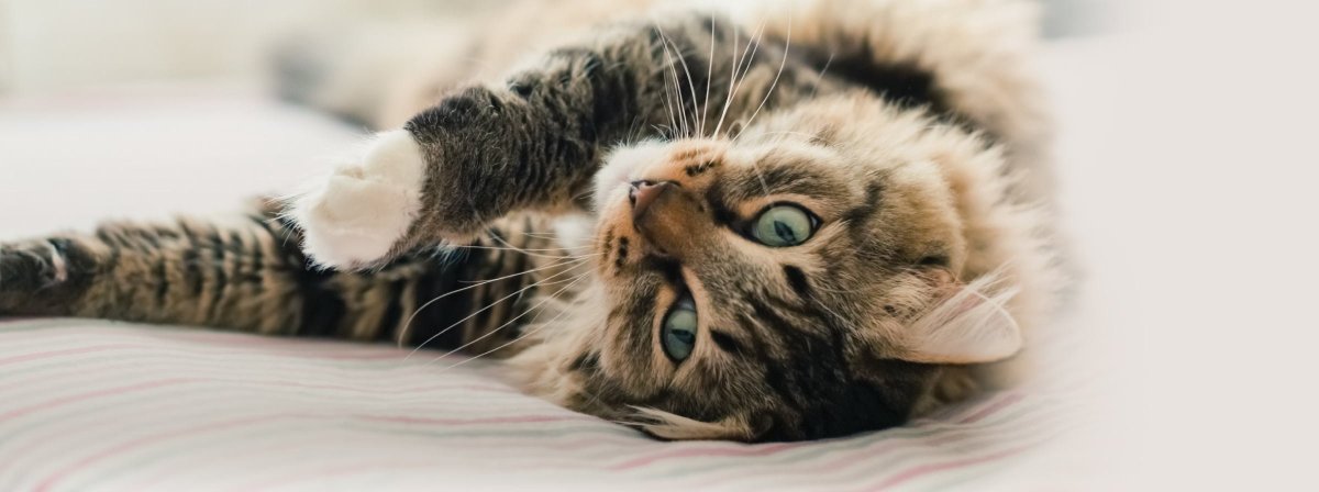 Котенок лежит на боку