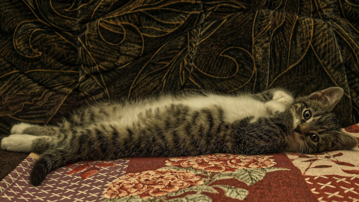 Кот лежит обои