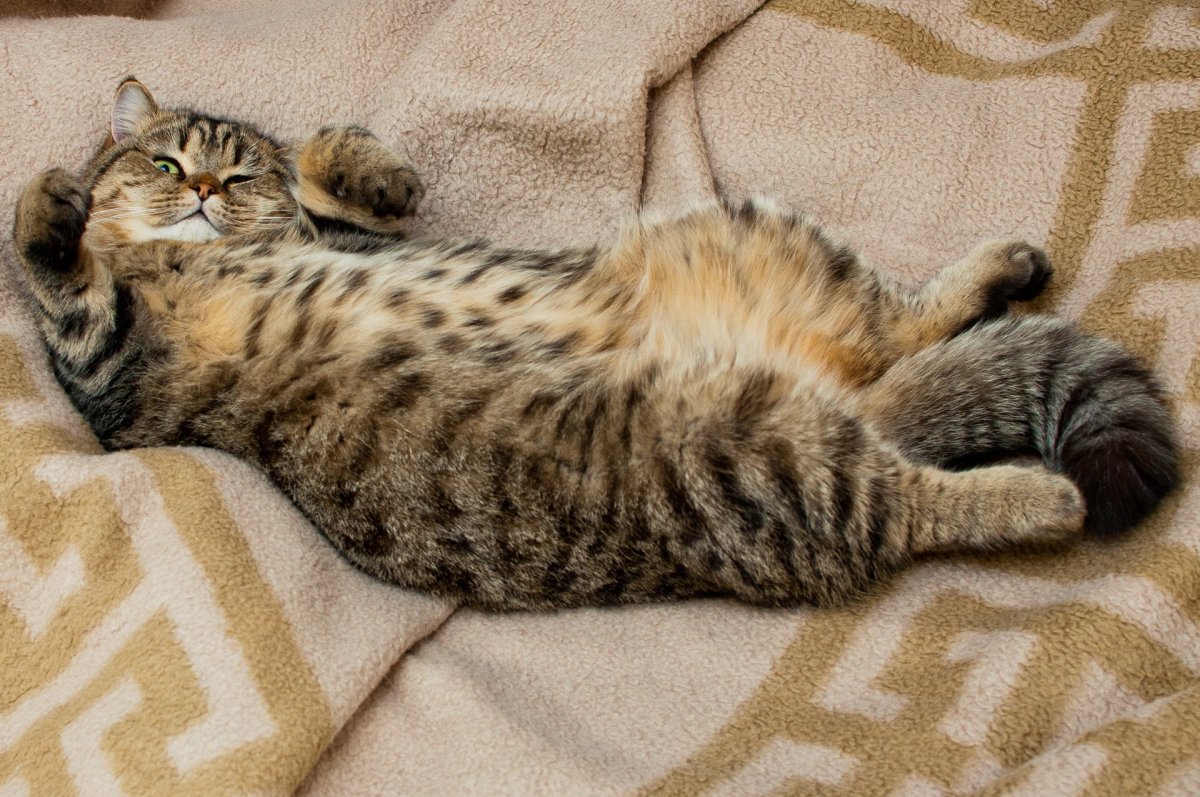 Британский кот полосатый