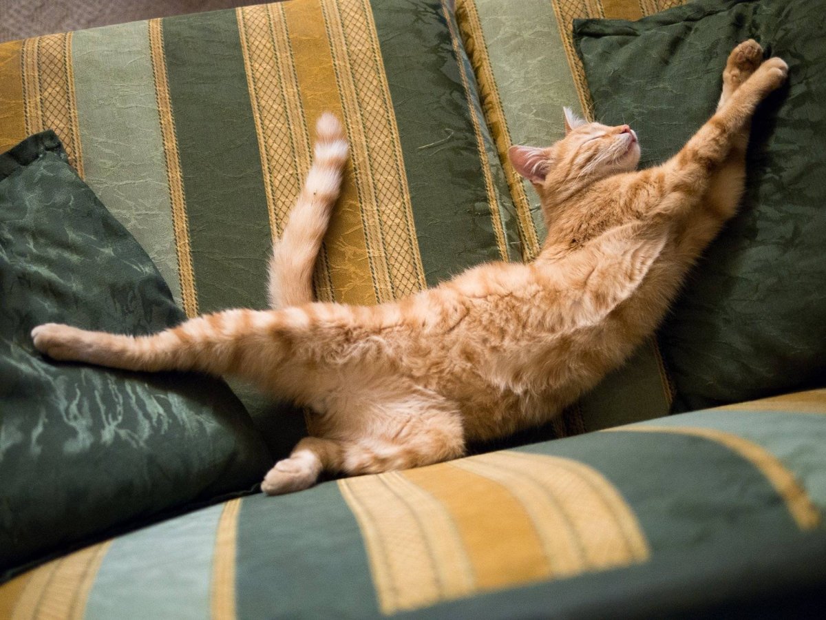 Кот вытянулся