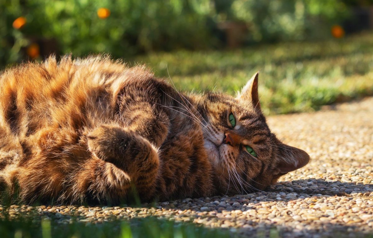 Толстый кот