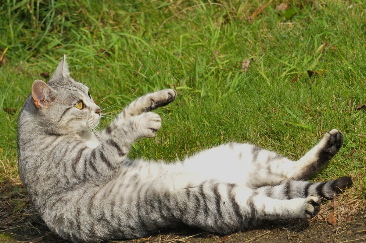 Кошка лежит