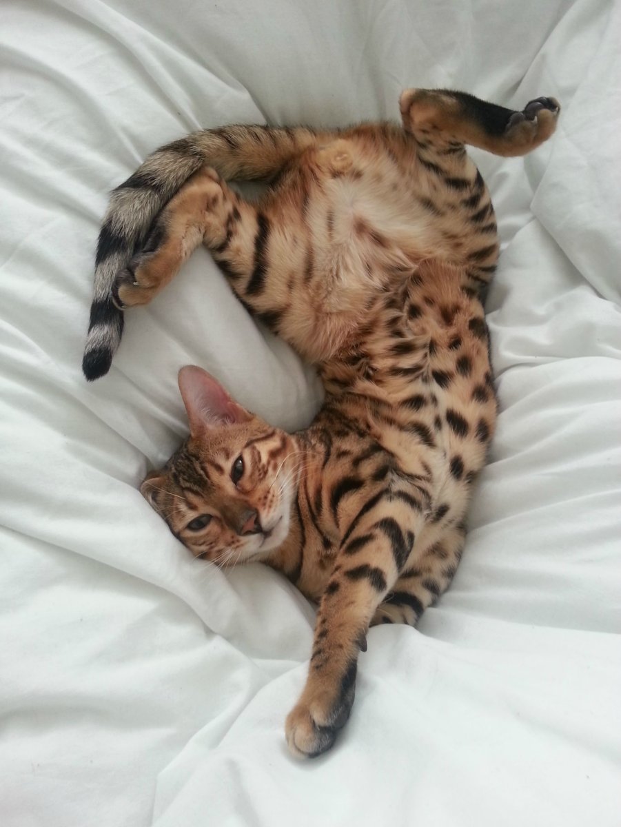 Лежачий кот