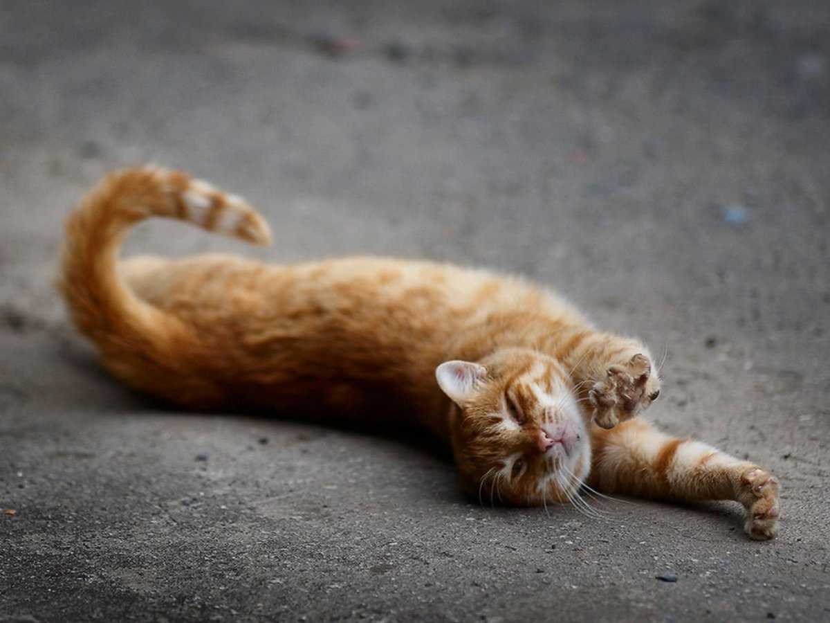 Кошка тянется