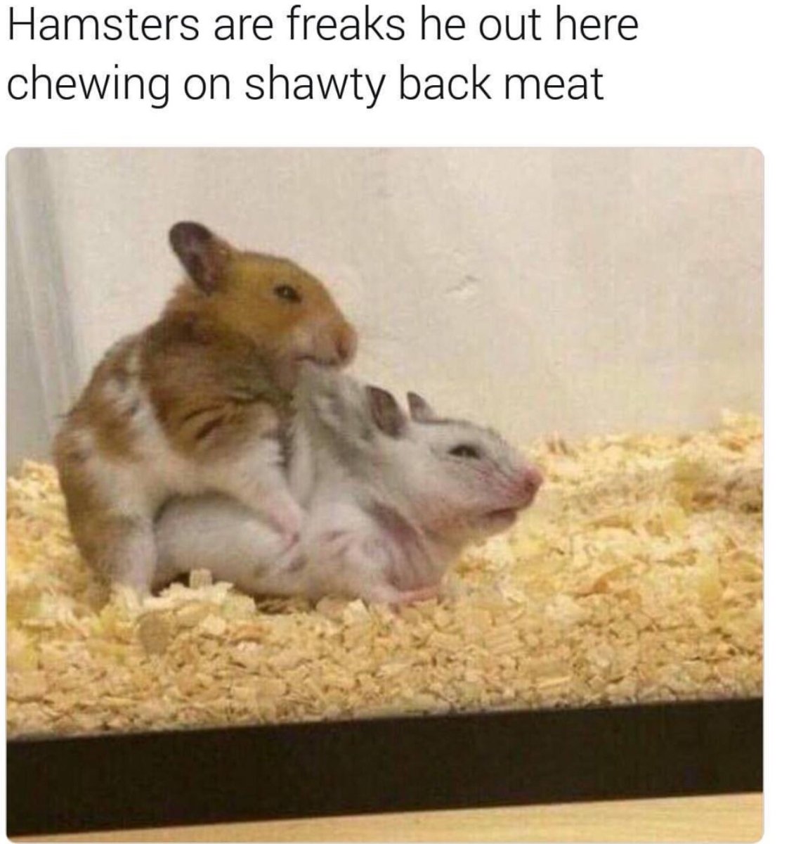 Тигровая крыса