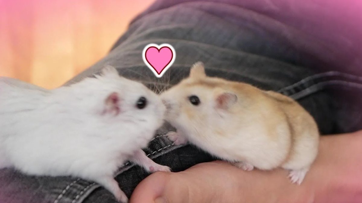 Сирийский хомячок сатиновый