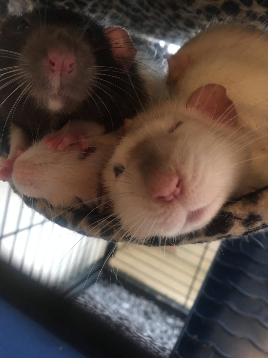 Крыса и хомяк