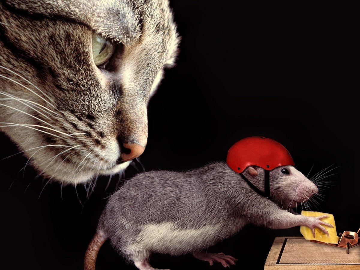 Кошка и мышь
