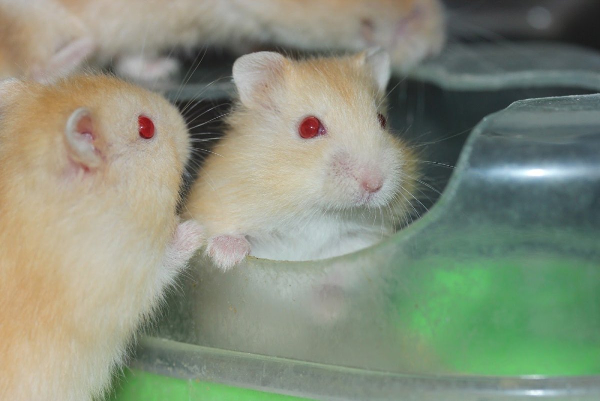 Джунгарские хомячки маленькие новорождённые