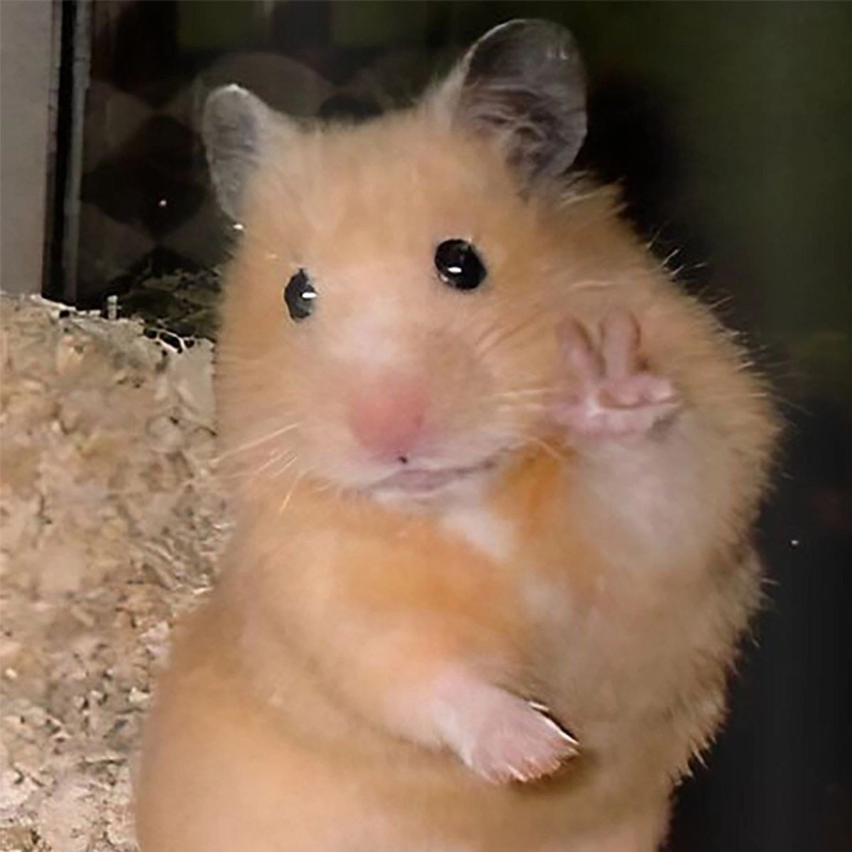 Хомяк с двумя пальцами
