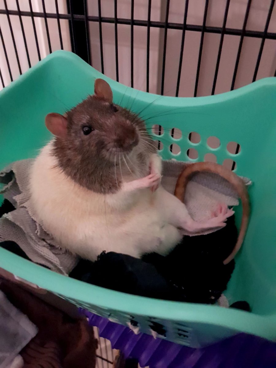 Хомяк гибрид