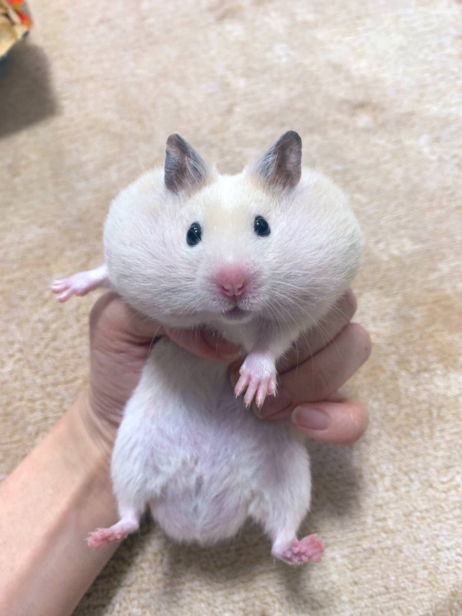 Сенегальский хомяк